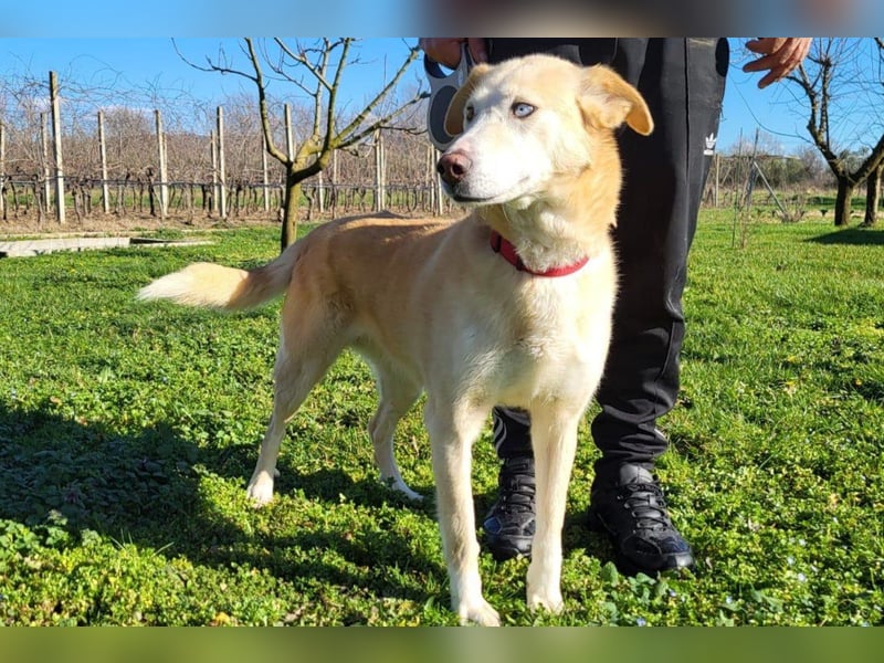 Nala wartet in 09648 Mittweida auf dich!