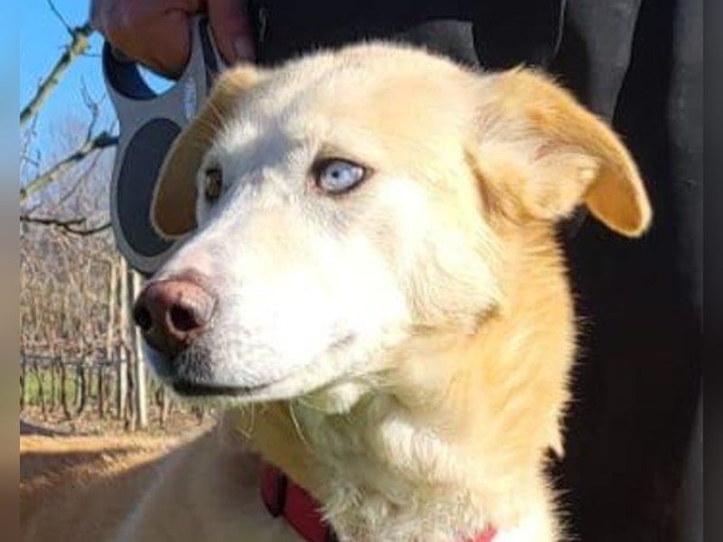 Nala wartet in 09648 Mittweida auf dich!