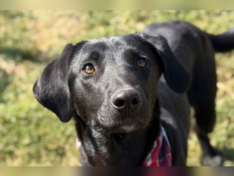 Labbi-Mix DRAX❤️verspielter, kleiner Entdecker auf der Suche nach Geborgenheit