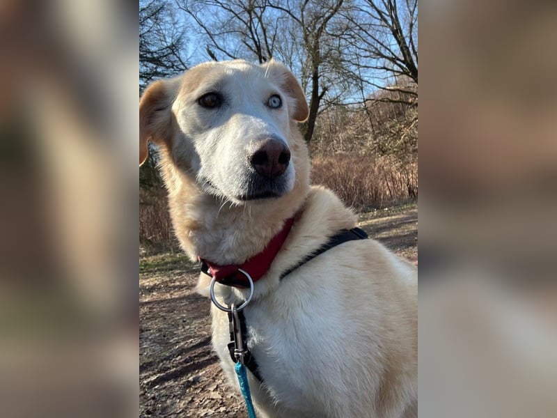 Nala wartet in 09648 Mittweida auf dich!