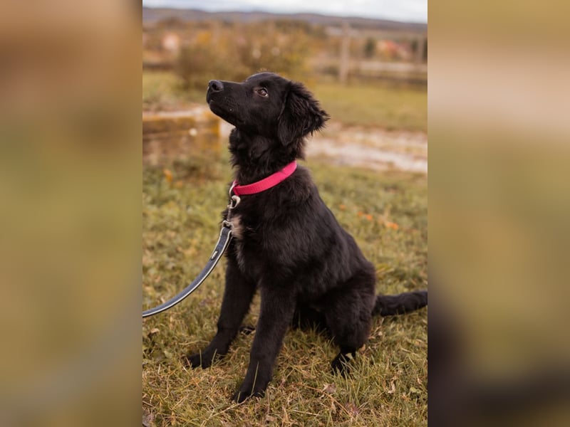 JUNAK❤️sanfter Labrador-Mischling wartet in 37130 Gleichen