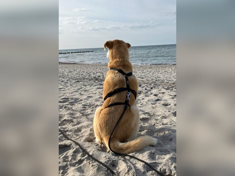 Nala wartet in 09648 Mittweida auf dich!