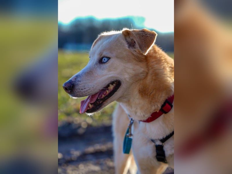 Nala wartet in 09648 Mittweida auf dich!