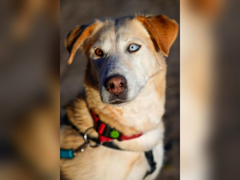 Nala wartet in 09648 Mittweida auf dich!