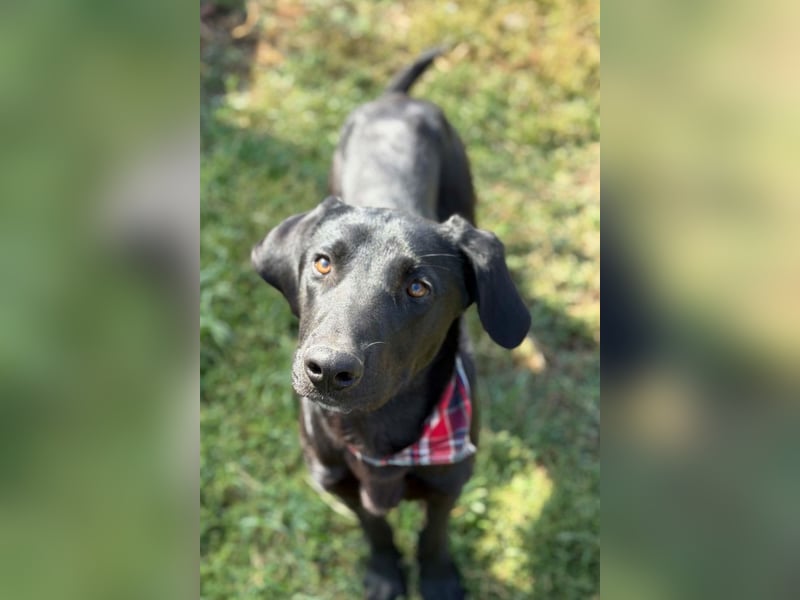 Labbi-Mix DRAX❤️verspielter, kleiner Entdecker auf der Suche nach Geborgenheit