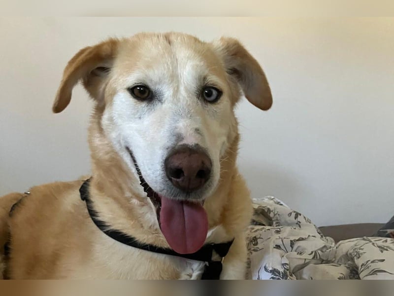 Nala wartet in 09648 Mittweida auf dich!