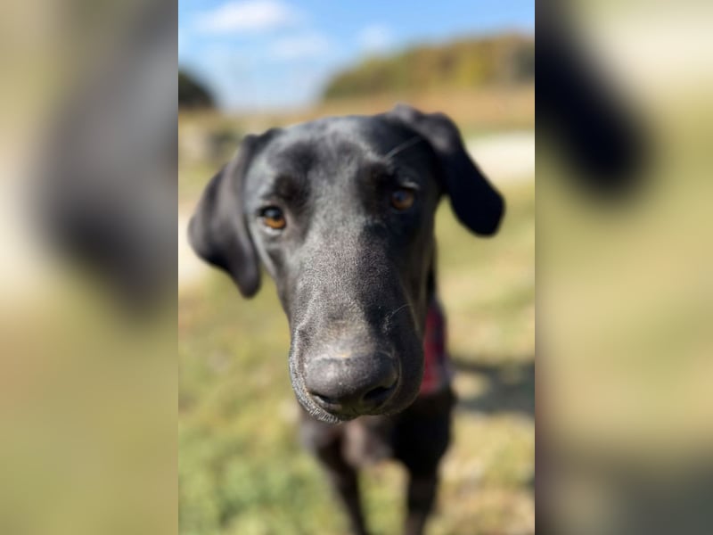 Labbi-Mix DRAX❤️verspielter, kleiner Entdecker auf der Suche nach Geborgenheit