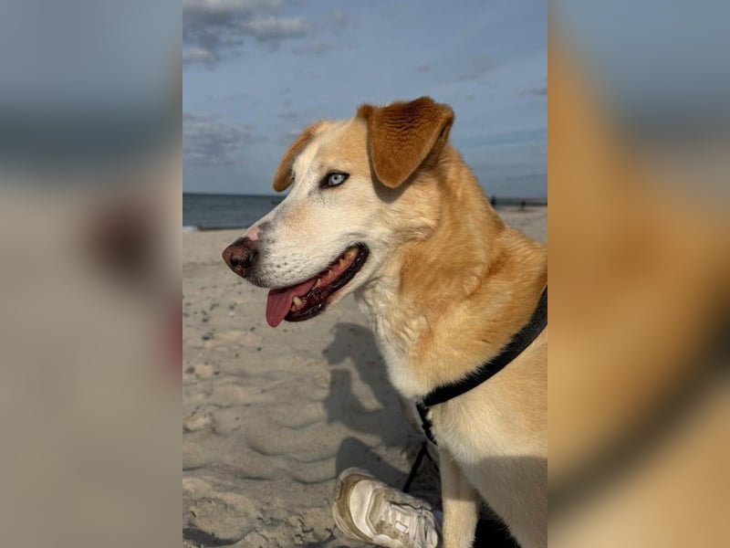 Nala wartet in 09648 Mittweida auf dich!