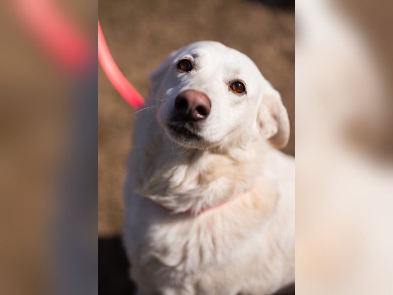 Labi-Mix-Hündin ♥ Malena ♥ Sunshine sucht Für-Immer-Körbchen