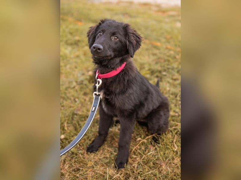 JUNAK❤️sanfter Labrador-Mischling wartet in 37130 Gleichen