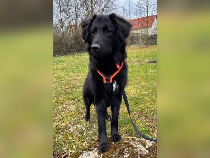 JUNAK❤️sanfter Labrador-Mischling wartet in 37130 Gleichen