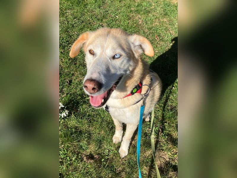 Nala wartet in 09648 Mittweida auf dich!