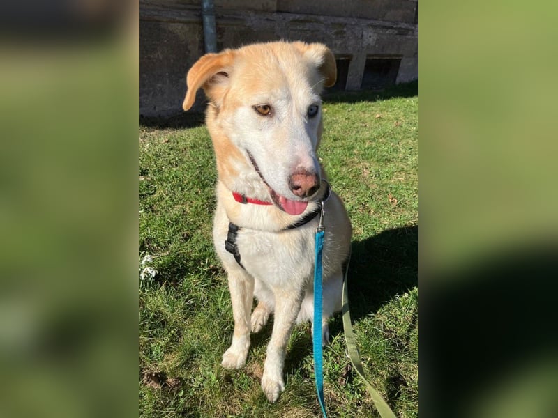 Nala wartet in 09648 Mittweida auf dich!