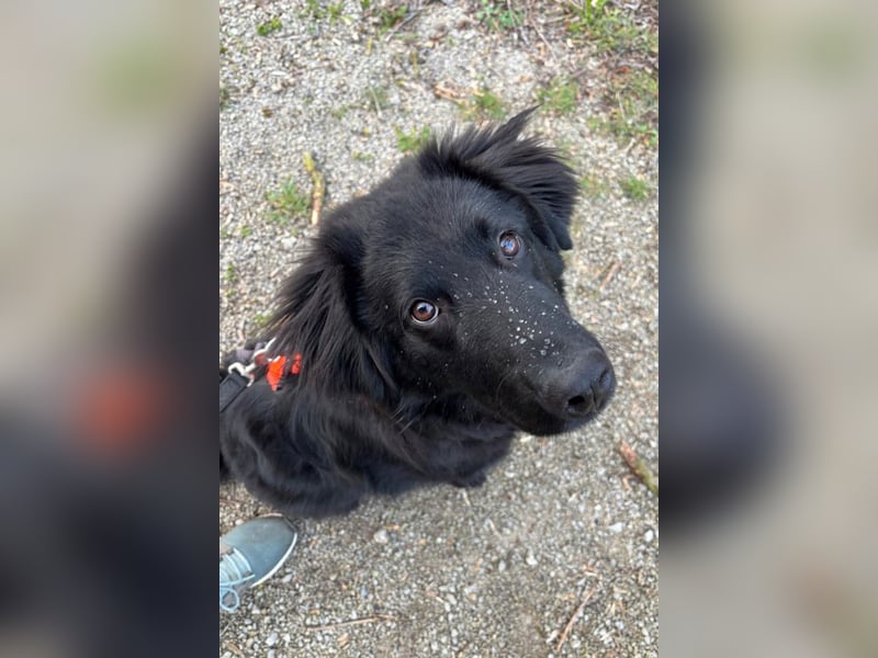 JUNAK❤️sanfter Labrador-Mischling wartet in 37130 Gleichen