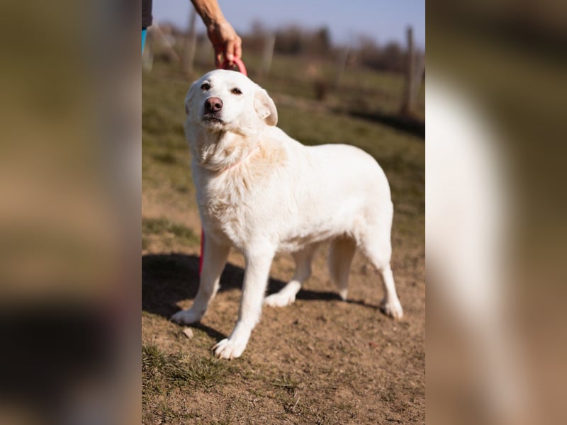 Labi-Mix-Hündin ♥Malena♥ Sunshine sucht Für-Immer-Körbchen