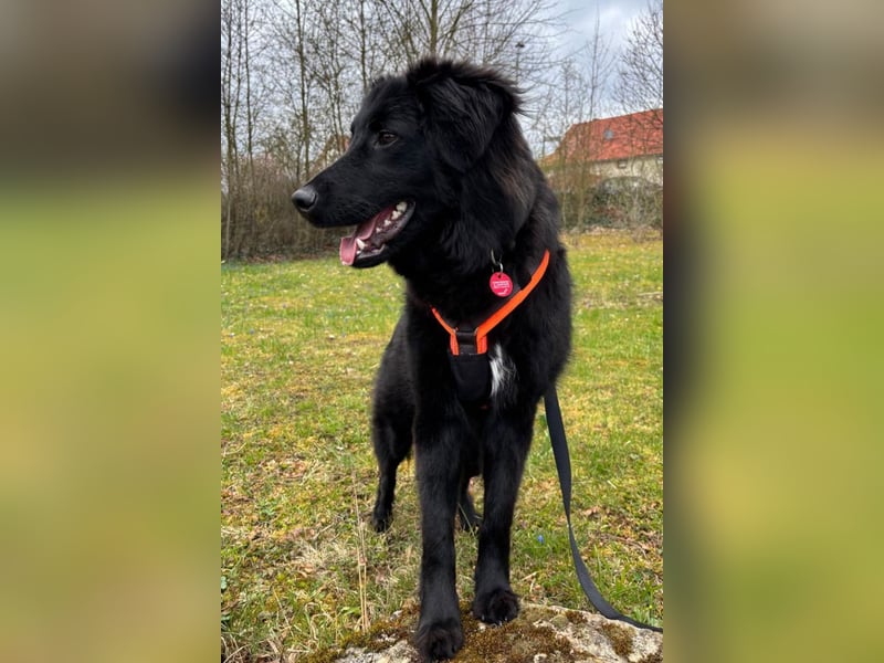 JUNAK❤️sanfter Labrador-Mischling wartet in 37130 Gleichen