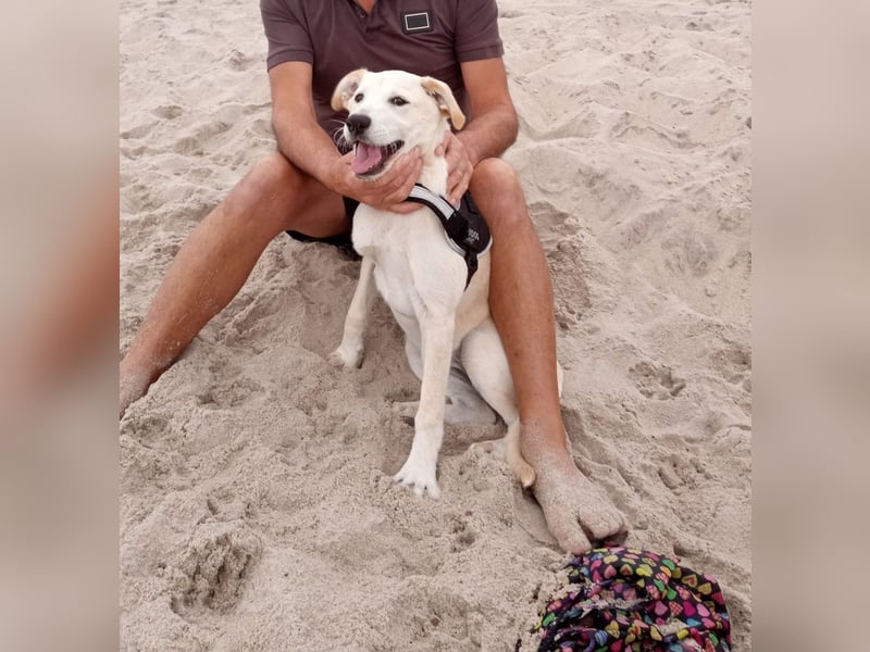 Junger Labradormischling zu verkaufen