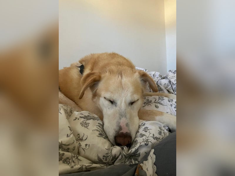 Nala wartet in 09648 Mittweida auf dich!