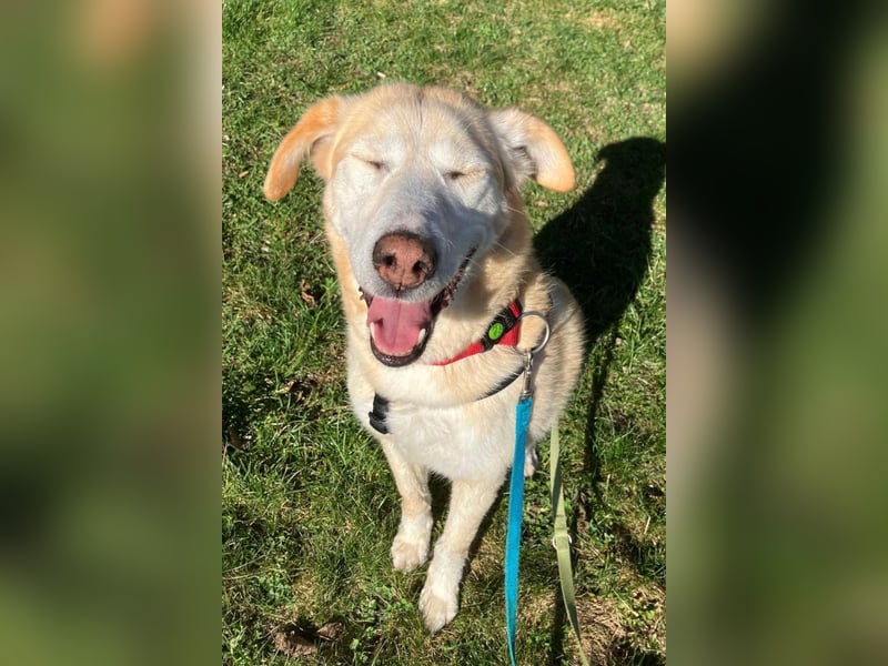 Nala wartet in 09648 Mittweida auf dich!