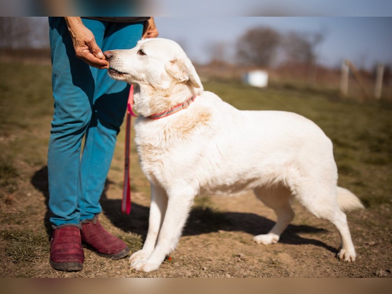 Labi-Mix-Hündin ♥ Malena ♥ Sunshine sucht Für-Immer-Körbchen
