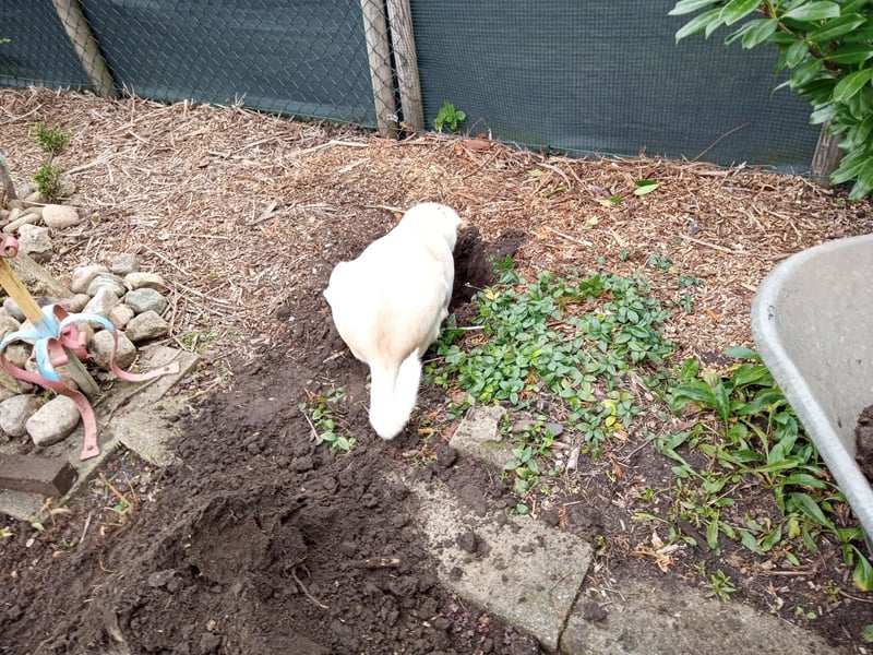 Junger Labradormischling zu verkaufen