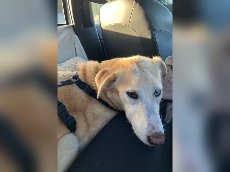 Nala wartet in 09648 Mittweida auf dich!