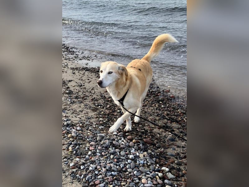 Nala wartet in 09648 Mittweida auf dich!