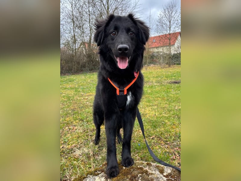 JUNAK❤️sanfter Labrador-Mischling wartet in 37130 Gleichen