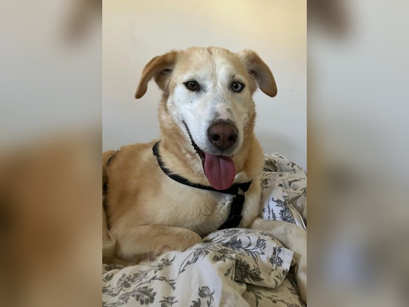 Nala wartet in 09648 Mittweida auf dich!