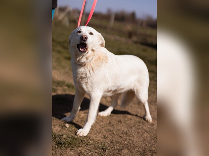 Labi-Mix-Hündin ♥Malena♥ Sunshine sucht Für-Immer-Körbchen