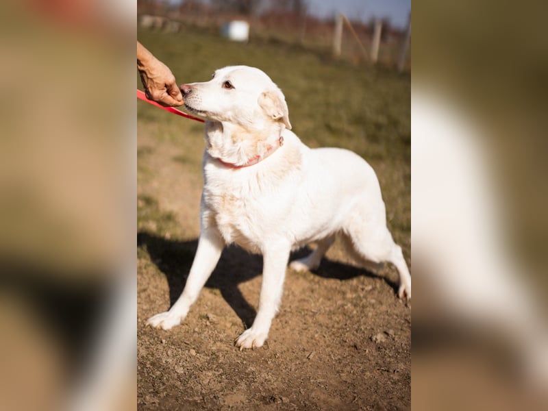Labi-Mix-Hündin ♥ Malena ♥ Sunshine sucht Für-Immer-Körbchen