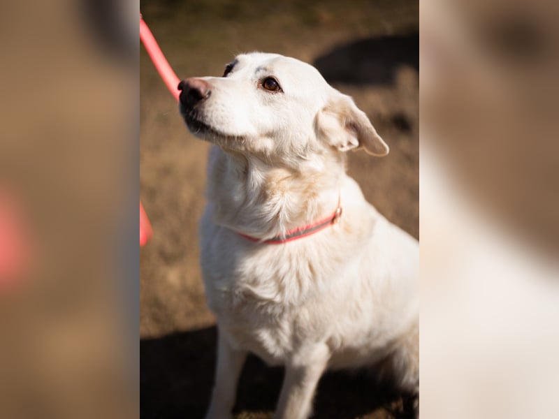 Labi-Mix-Hündin ♥ Malena ♥ Sunshine sucht Für-Immer-Körbchen