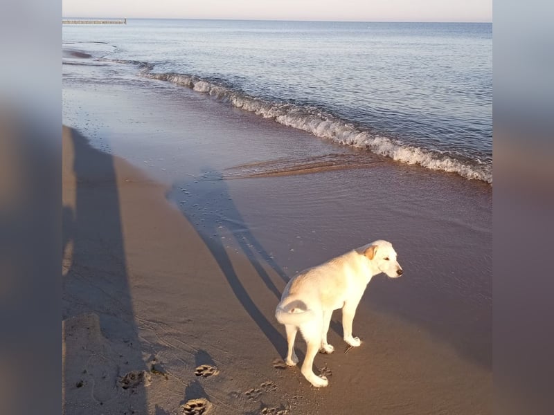 Junger Labradormischling zu verkaufen