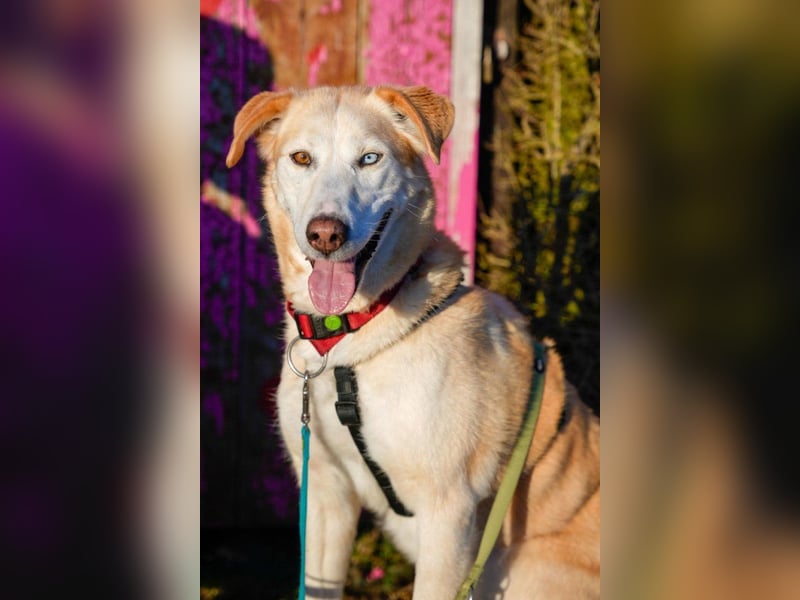 Nala wartet in 09648 Mittweida auf dich!