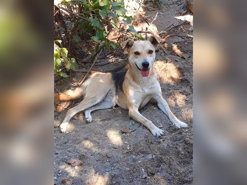 Lupita - superliebe Hundedame im besten Alter sucht liebevolles Zuhause