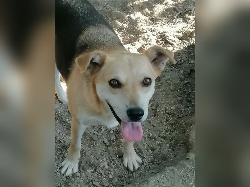 Lupita - superliebe Hundedame im besten Alter sucht liebevolles Zuhause