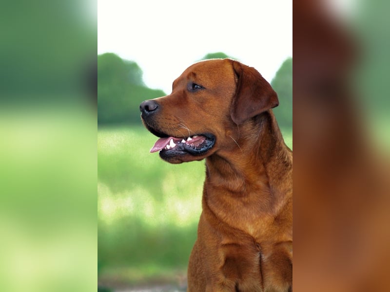 FCI Labrador Deckrüde gelb/foxred