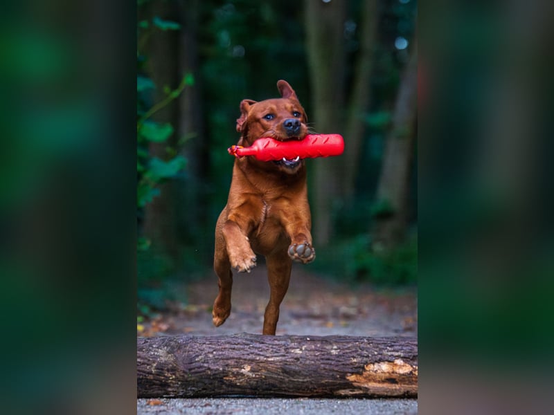 FCI Labrador Deckrüde gelb/foxred