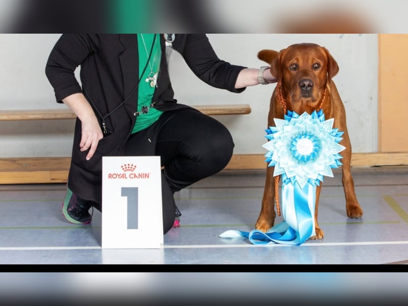 FCI Labrador Deckrüde gelb/foxred