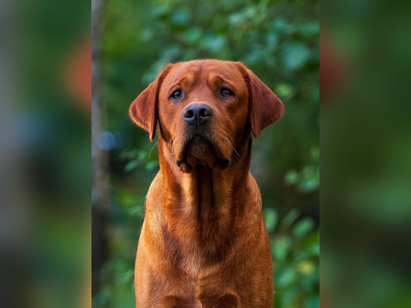 FCI Labrador Deckrüde gelb/foxred