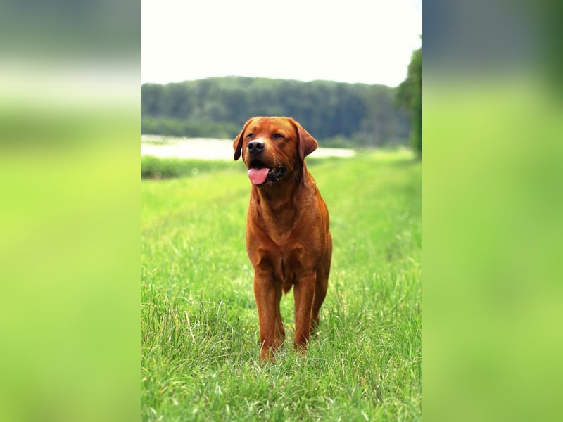 FCI Labrador Deckrüde gelb/foxred