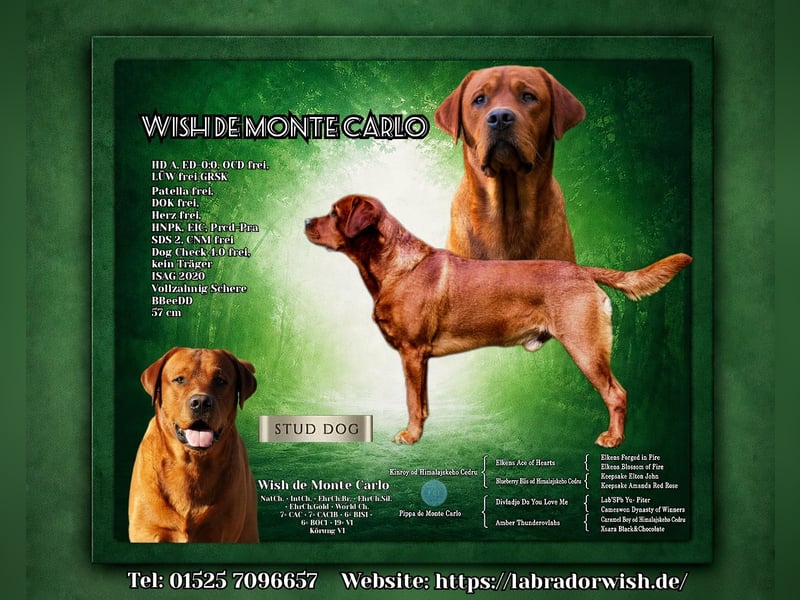 FCI Labrador Deckrüde gelb/foxred