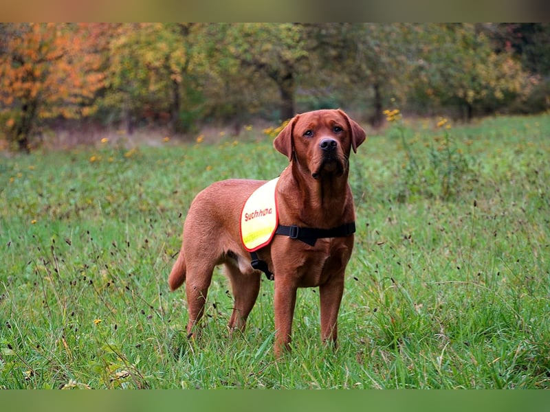FCI Labrador Deckrüde gelb/foxred