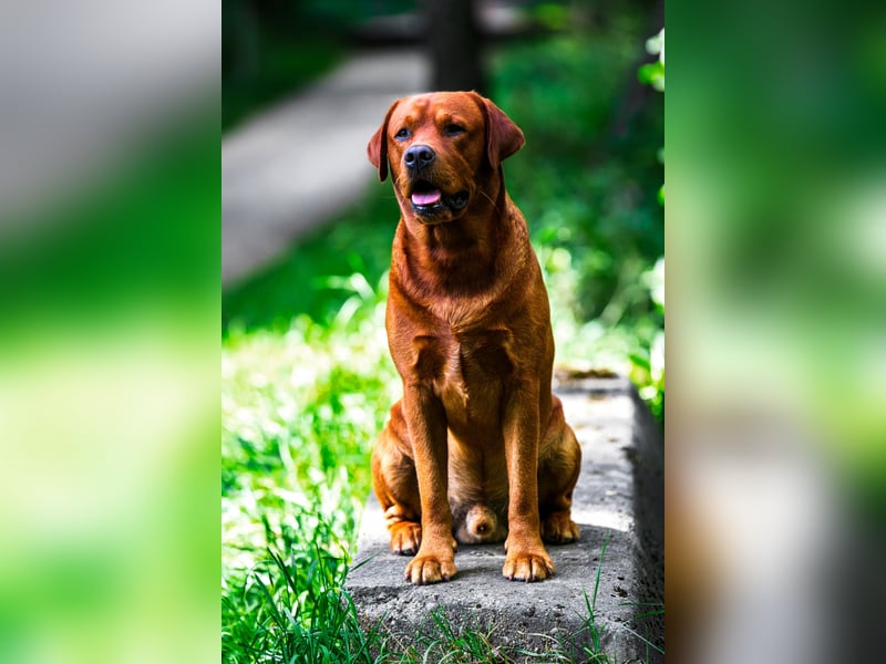 FCI Labrador Deckrüde gelb/foxred