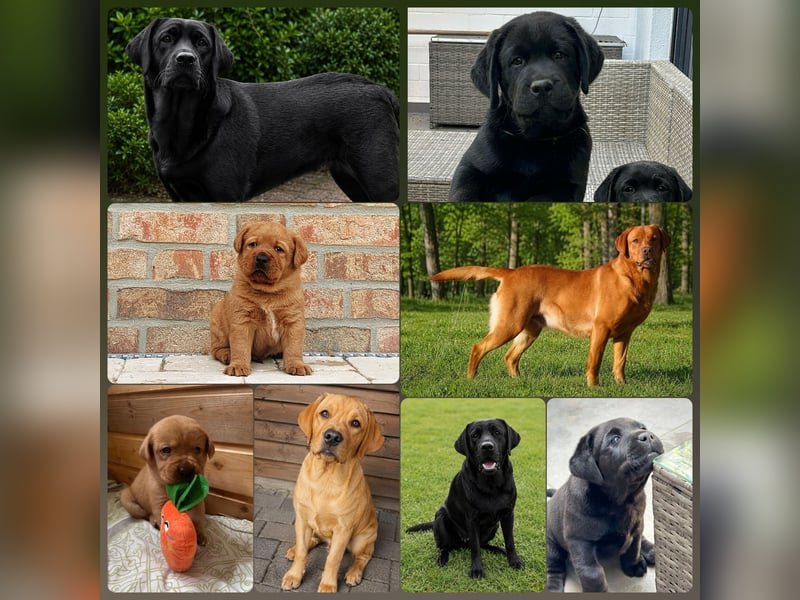 FCI Labrador Deckrüde gelb/foxred