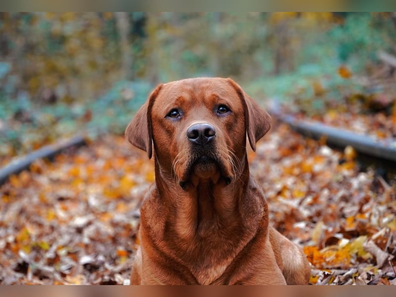 FCI Labrador Deckrüde gelb/foxred