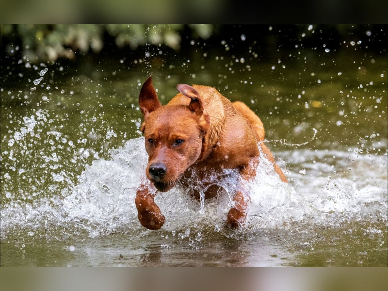 FCI Labrador Deckrüde gelb/foxred