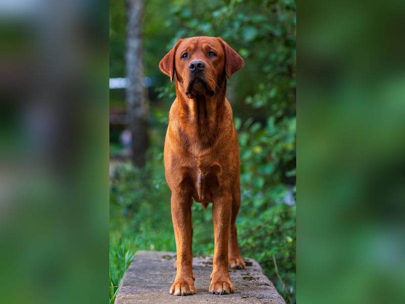 FCI Labrador Deckrüde gelb/foxred