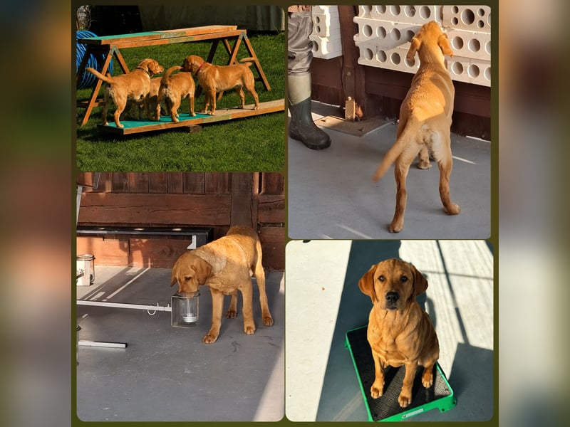 FCI Labrador Deckrüde gelb/foxred