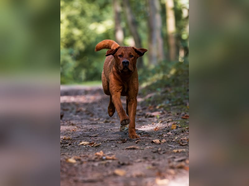 FCI Labrador Deckrüde gelb/foxred